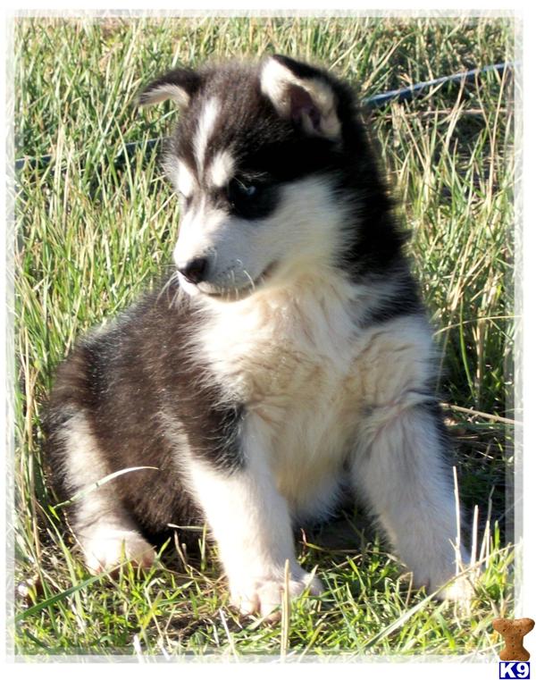 Alaskan Malamute Puppies